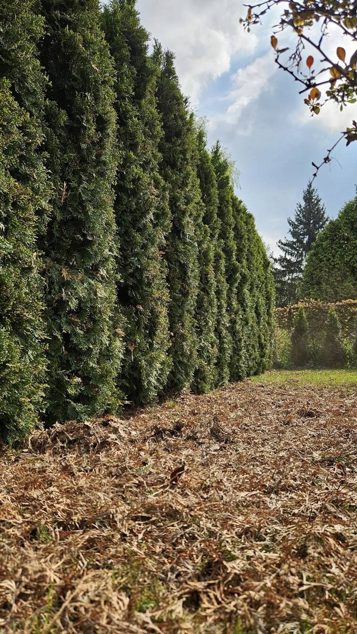 Pielęgnacja rabat i skalniaków przez cały sezon - praktyczny poradnik