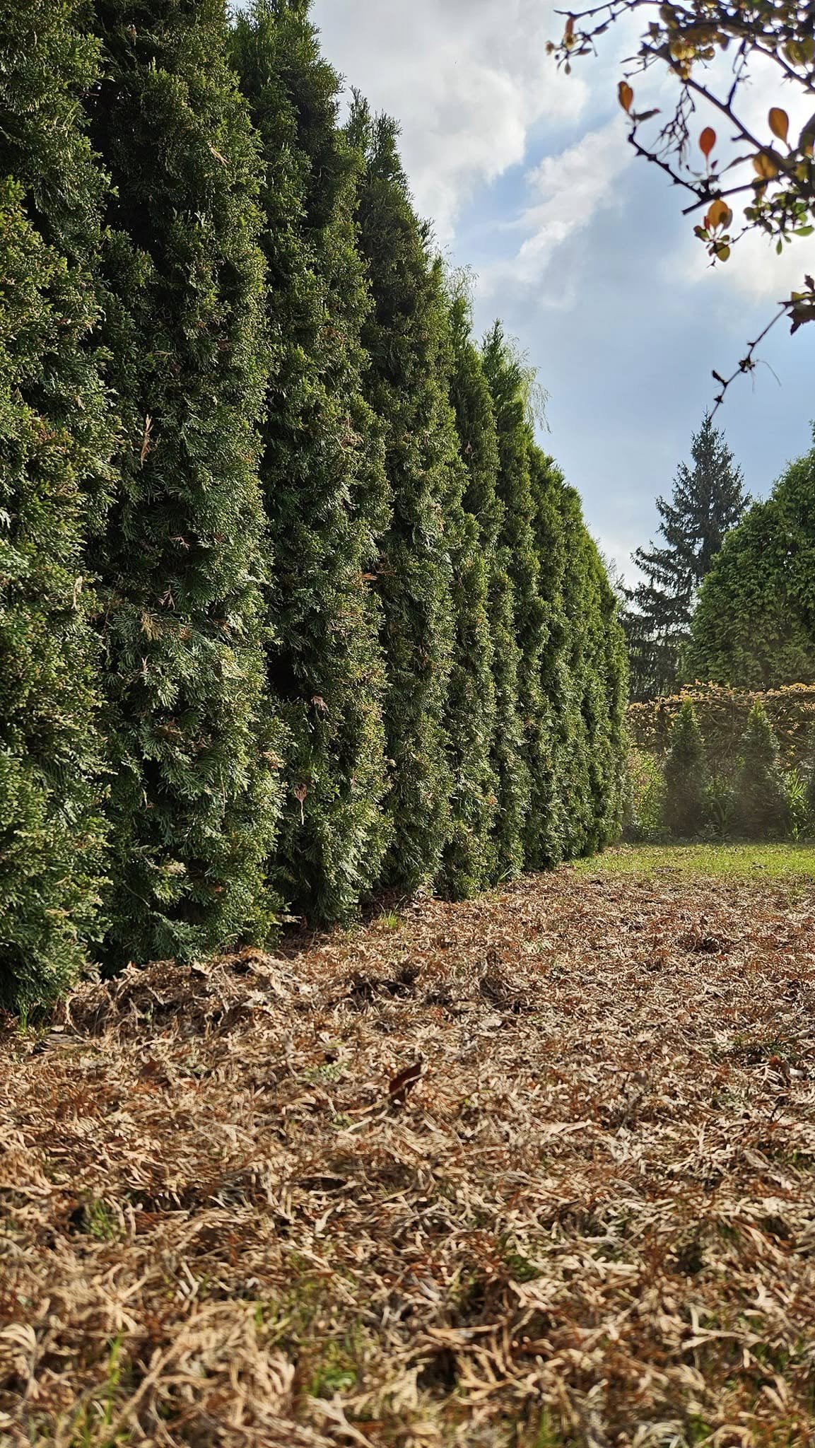 Realizacja ogrodowa - nasadzenia roślin