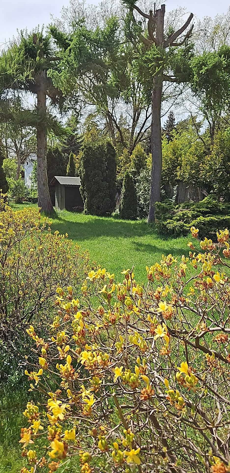 Realizacja ogrodowa - zakładanie ogrodu